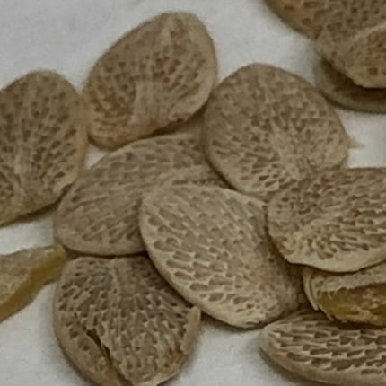 Utangan Seed - Blepharis Edulis Pers - Acanthus Seeds - Tukhm-e-Utangan