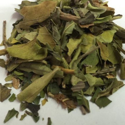 Vasaka or Vasica Leaves - Athatoda vasica / zeylanica