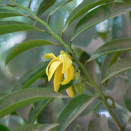 Champa Green Attar - Michelia Champaka
