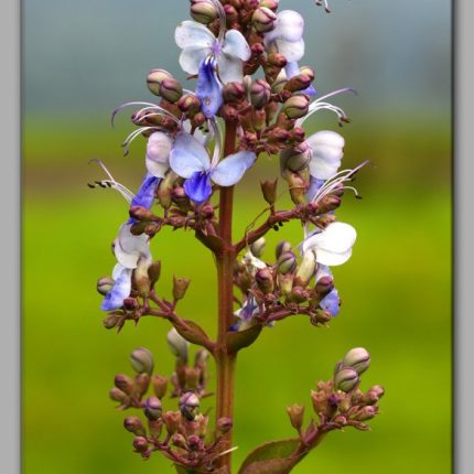 Bharangi Powder : Clerodendrum serratum