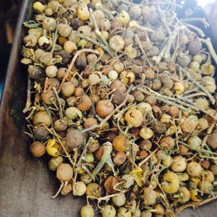 Kantakari Fruit Powder - solanum xanthocarpum - Kateli or Katelli Fruit