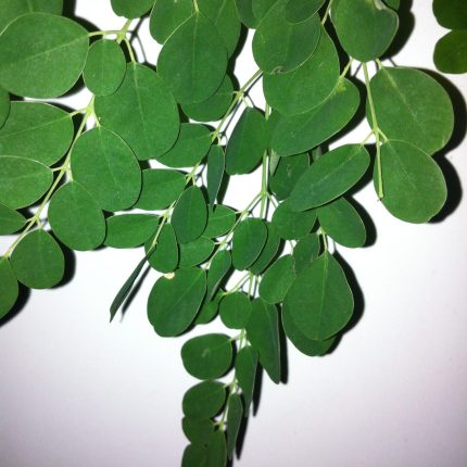 Moringa Leaf Powder - Moringa Oleifera