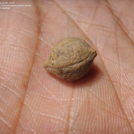 Putranjiva Fruit - Dryptes Roxburghii - Jia Pota Seeds / Jiapota