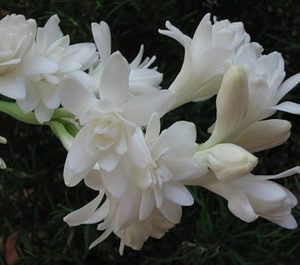 Tuberose Absolute - Polianthes tuberosa - Rajnigandha