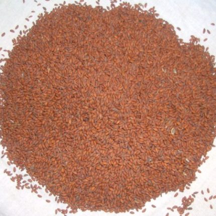Taramira Seeds - Rocket Salad Seeds - Eruca sativa - Arugula seed