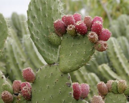 Herbasense Prickly Pear Fruit Powder - Cactus Nopal -  Opuntia indica