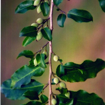 Putranjiva Fruit Powder / Jia Pota / Jiapota - Dryptes Roxburghii