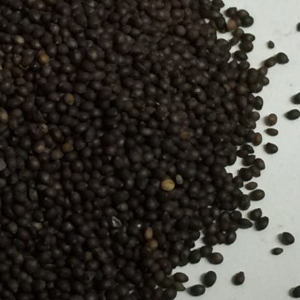 Samudra Shokha Seeds Powder or Elephant creeper - Argyria Speciosa - Vidhara / Vidara Seeds