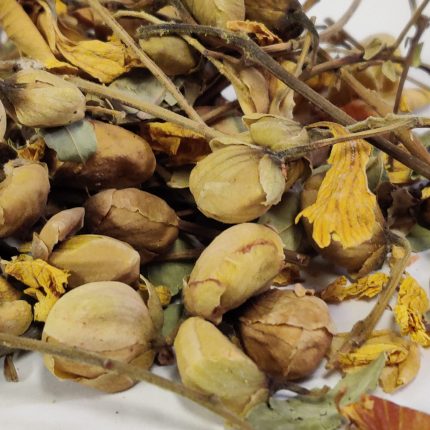 Tarwar Flowers - Cassia auriculata Flowers - Indian Senna Flowers - Avaram