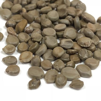 KASONDI - KASUNDI - CASSIA OCCIDENTALIS