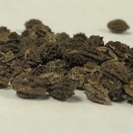 Papaya Seed Powder – Paw Paw Seeds – Papita Beej - Tukhme Papita – Carica Papaya seed Powder