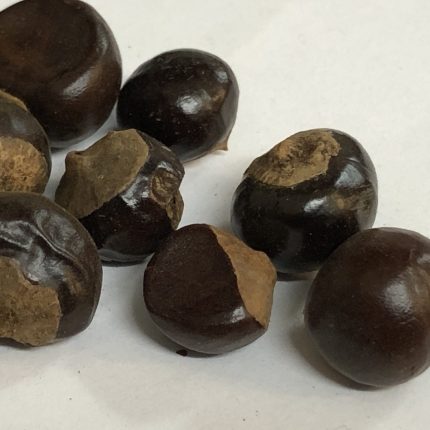 Guarana Seeds - Paulinia cupana