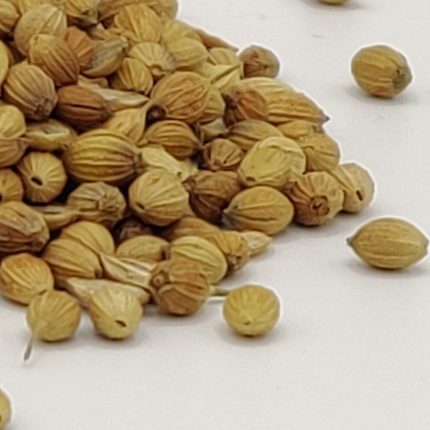 Coriander Seeds Green - Coriandrum sativum