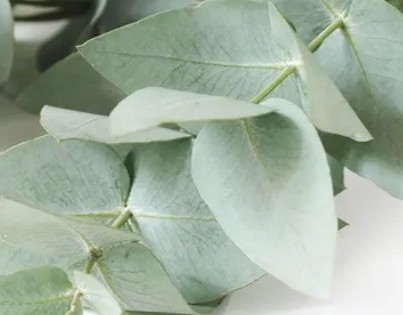 EUCALYPTUS LEAVES