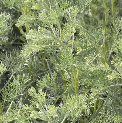 Organic Herb Royal cut - Artemisia abrotanum L